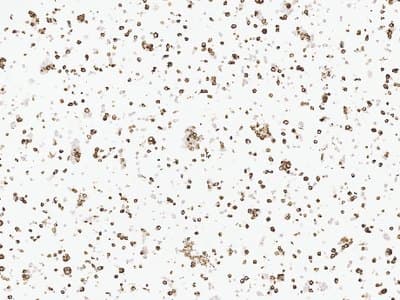 Example Cell pellet immunohistochemistry