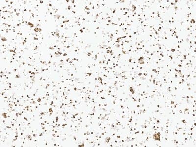 Example Cell pellet immunohistochemistry