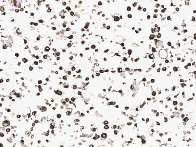 Example Cell pellet immunohistochemistry