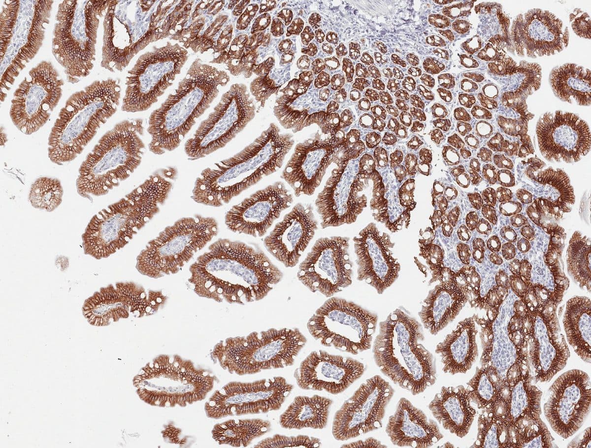 IHC on mouse duodenum